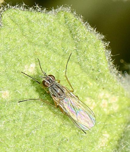 Réf. 300 291 : Coenosia sp.